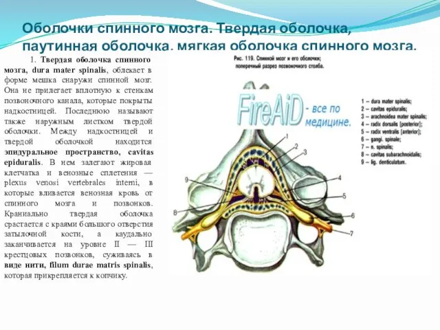 Оболочки спинного мозга. Твердая оболочка, паутинная оболочка, мягкая оболочка спинного мозга.