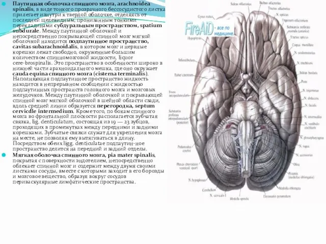 Паутинная оболочка спинного мозга, arachnoidea spinalis, в виде тонкого прозрачного бессосудистого