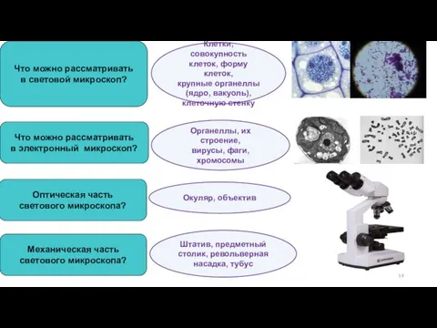 Что можно рассматривать в световой микроскоп? Клетки, совокупность клеток, форму клеток,