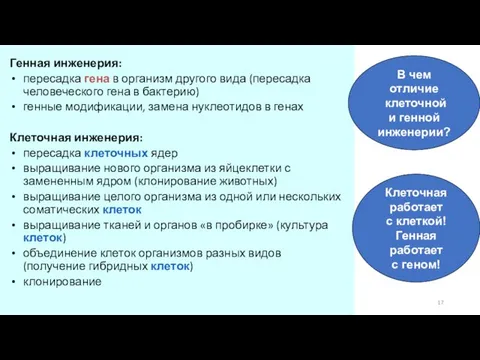 Генная инженерия: пересадка гена в организм другого вида (пересадка человеческого гена