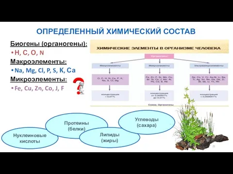 Биогены (органогены): Н, С, О, N Макроэлементы: Na, Mg, Cl, P,