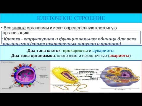 КЛЕТОЧНОЕ СТРОЕНИЕ Все живые организмы имеют определенную клеточную организацию Клетка -