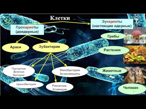 Пурпурные Зеленые бактерии Цианобактерии Риккетсии, Хламидии Археи Эубактерии Растения Животные Человек