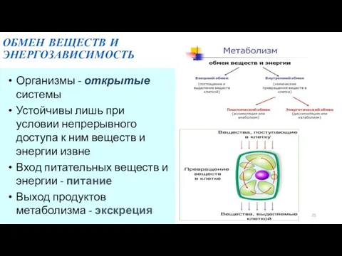 ОБМЕН ВЕЩЕСТВ И ЭНЕРГОЗАВИСИМОСТЬ Организмы - открытые системы Устойчивы лишь при