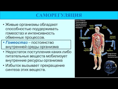 САМОРЕГУЛЯЦИЯ Живые организмы обладают способностью поддерживать гомеостаз и интенсивность обменных процессов.