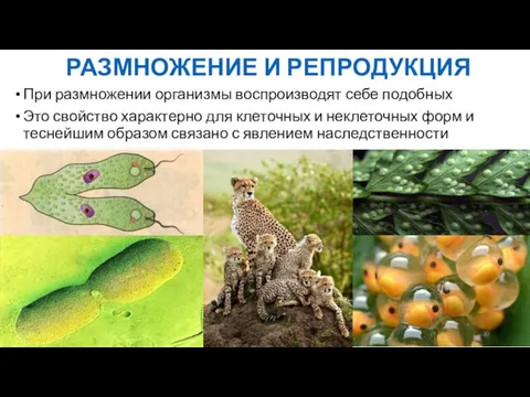 РАЗМНОЖЕНИЕ И РЕПРОДУКЦИЯ При размножении организмы воспроизводят себе подобных Это свойство