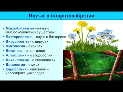 Науки о биоразнообразии Микробиология – наука о микроскопических существах Бактериология –