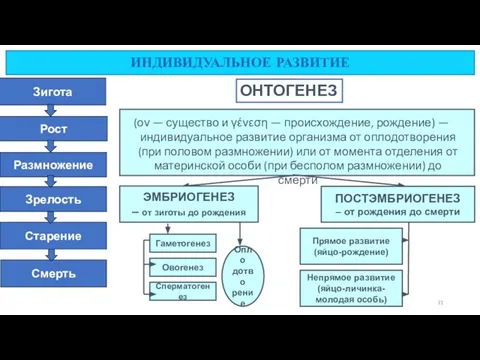 ИНДИВИДУАЛЬНОЕ РАЗВИТИЕ Зигота Рост Размножение Зрелость Старение Смерть ОНТОГЕНЕЗ (ον —