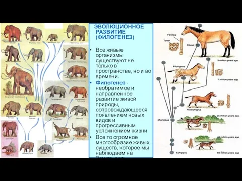 ЭВОЛЮЦИОННОЕ РАЗВИТИЕ (ФИЛОГЕНЕЗ) Все живые организмы существуют не только в пространстве,