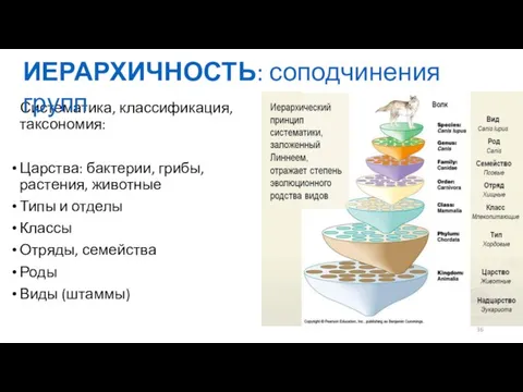 Систематика, классификация, таксономия: Царства: бактерии, грибы, растения, животные Типы и отделы