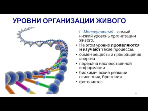 УРОВНИ ОРГАНИЗАЦИИ ЖИВОГО 1. Молекулярный – самый низкий уровень организации живого.