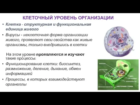 КЛЕТОЧНЫЙ УРОВЕНЬ ОРГАНИЗАЦИИ Клетка - структурная и функциональная единица живого Вирусы