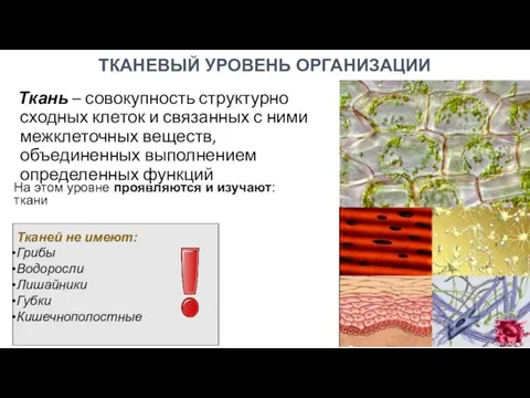 Ткань – совокупность структурно сходных клеток и связанных с ними межклеточных