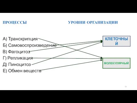 ПРОЦЕССЫ УРОВНИ ОРГАНИЗАЦИИ А) Транскрипция Б) Самовоспроизведение В) Фагоцитоз Г) Репликация