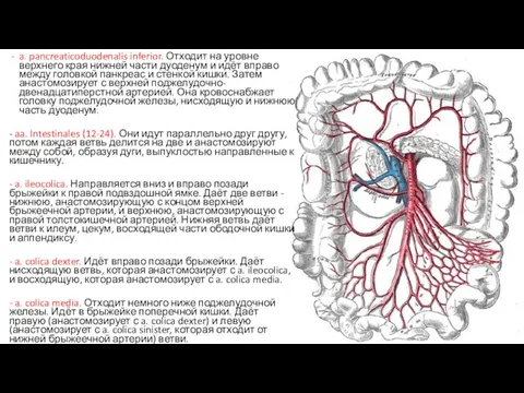 a. pancreaticoduodenalis inferior. Отходит на уровне верхнего края нижней части дуоденум