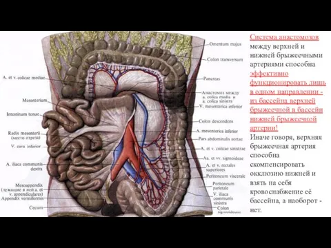 Система анастомозов между верхней и нижней брыжеечными артериями способна эффективно функционировать