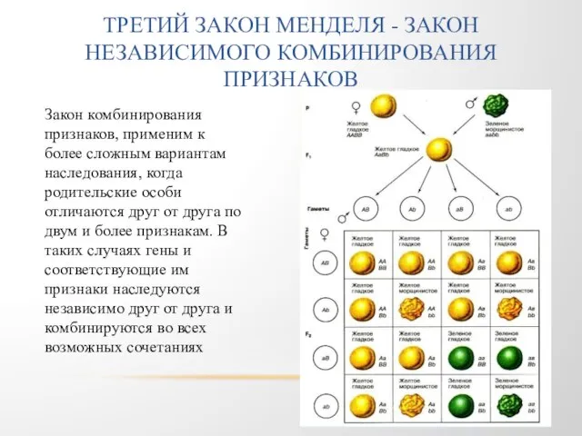 ТРЕТИЙ ЗАКОН МЕНДЕЛЯ - ЗАКОН НЕЗАВИСИМОГО КОМБИНИРОВАНИЯ ПРИЗНАКОВ Закон комбинирования признаков,