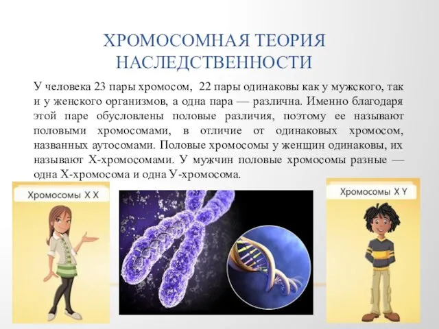 ХРОМОСОМНАЯ ТЕОРИЯ НАСЛЕДСТВЕННОСТИ У человека 23 пары хромосом, 22 пары одинаковы