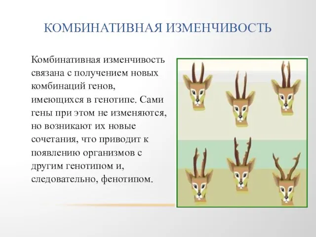 КОМБИНАТИВНАЯ ИЗМЕНЧИВОСТЬ Комбинативная изменчивость связана с получением новых комбинаций генов, имеющихся