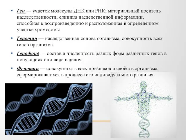 Ген — участок молекулы ДНК или РНК; материальный носитель наследственности; единица