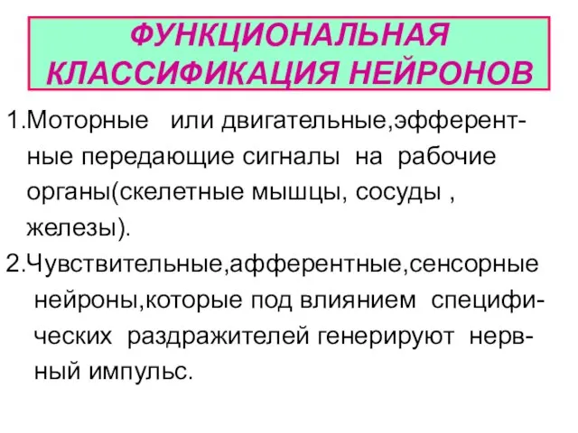 ФУНКЦИОНАЛЬНАЯ КЛАССИФИКАЦИЯ НЕЙРОНОВ 1.Моторные или двигательные,эфферент- ные передающие сигналы на рабочие