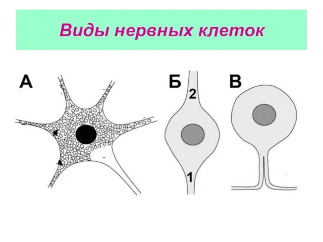 Виды нервных клеток