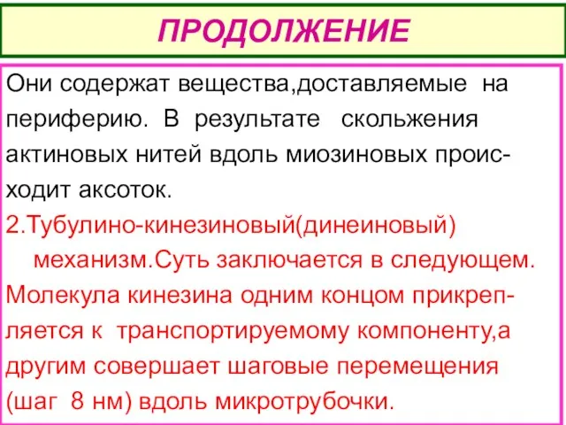 ПРОДОЛЖЕНИЕ Они содержат вещества,доставляемые на периферию. В результате скольжения актиновых нитей