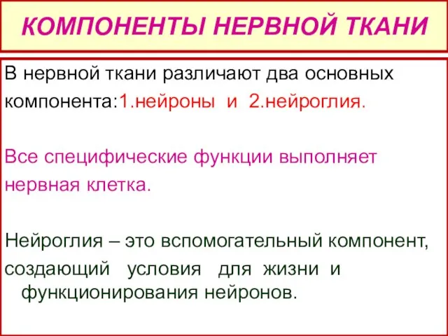 КОМПОНЕНТЫ НЕРВНОЙ ТКАНИ В нервной ткани различают два основных компонента:1.нейроны и