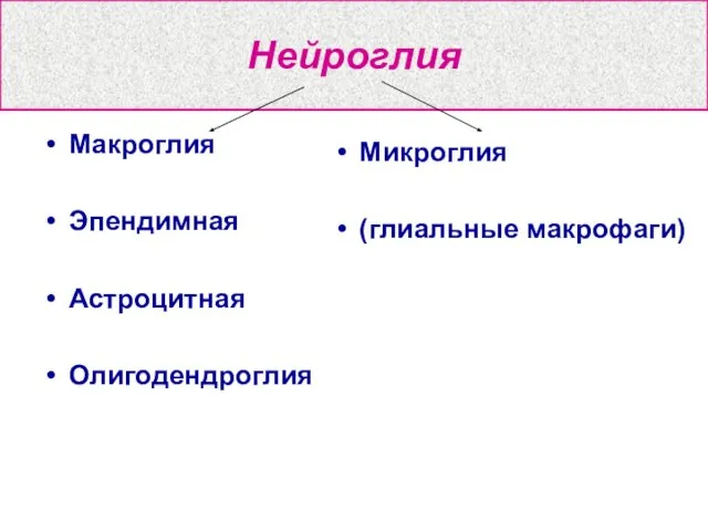 Нейроглия Макроглия Эпендимная Астроцитная Олигодендроглия Микроглия (глиальные макрофаги)