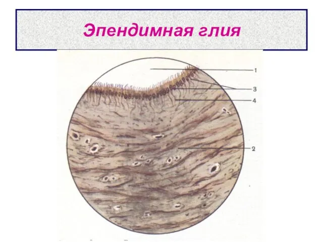 Эпендимная глия