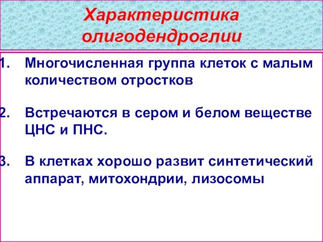 Характеристика олигодендроглии Многочисленная группа клеток с малым количеством отростков Встречаются в