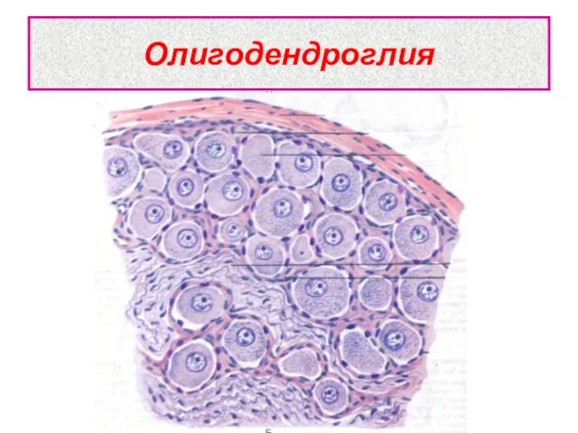 Олигодендроглия