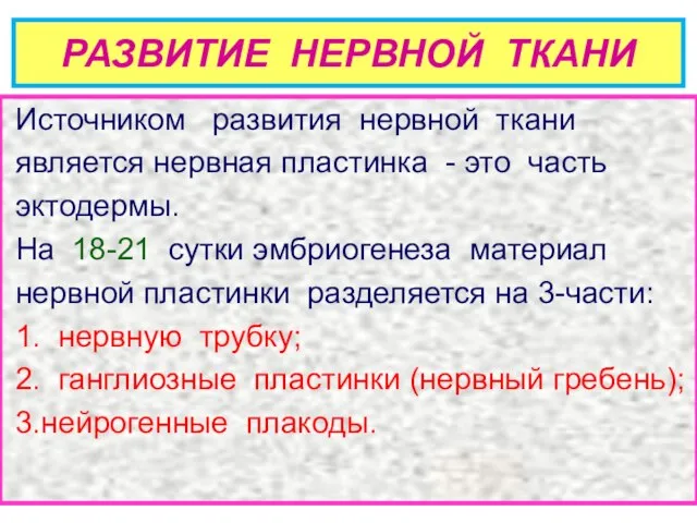 РАЗВИТИЕ НЕРВНОЙ ТКАНИ Источником развития нервной ткани является нервная пластинка -