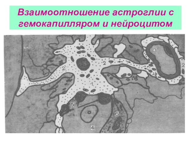 Взаимоотношение астроглии с гемокапилляром и нейроцитом