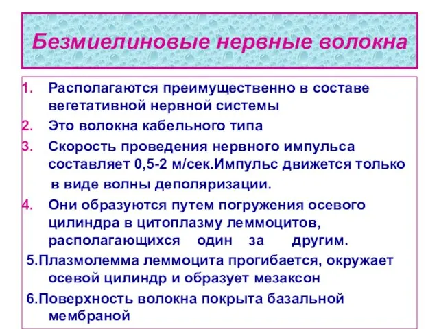 Безмиелиновые нервные волокна Располагаются преимущественно в составе вегетативной нервной системы Это