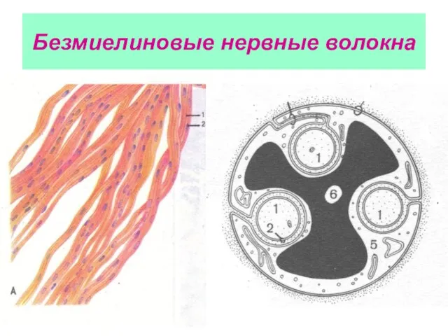 Безмиелиновые нервные волокна