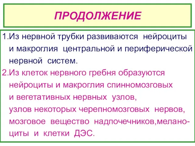 ПРОДОЛЖЕНИЕ 1.Из нервной трубки развиваются нейроциты и макроглия центральной и периферической