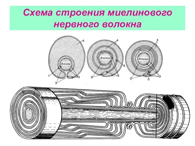 Схема строения миелинового нервного волокна