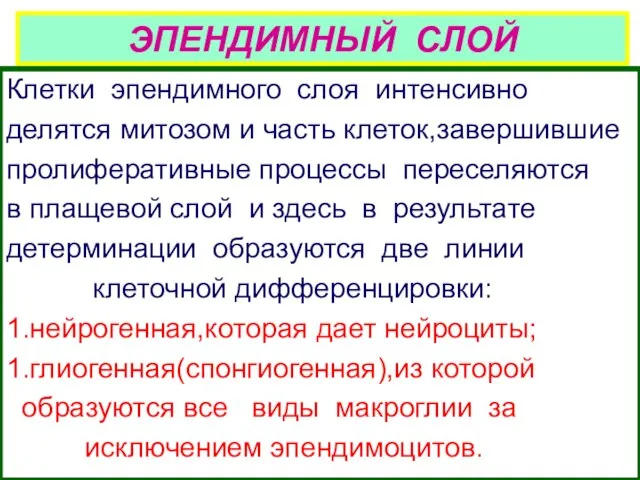 ЭПЕНДИМНЫЙ СЛОЙ Клетки эпендимного слоя интенсивно делятся митозом и часть клеток,завершившие