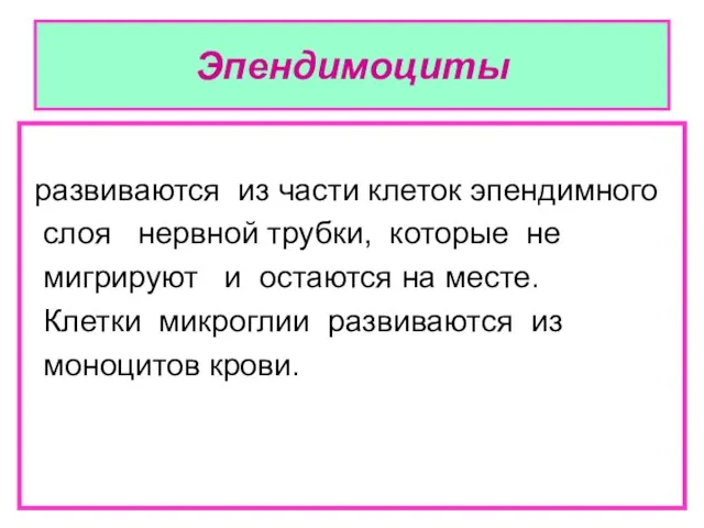 Эпендимоциты развиваются из части клеток эпендимного слоя нервной трубки, которые не