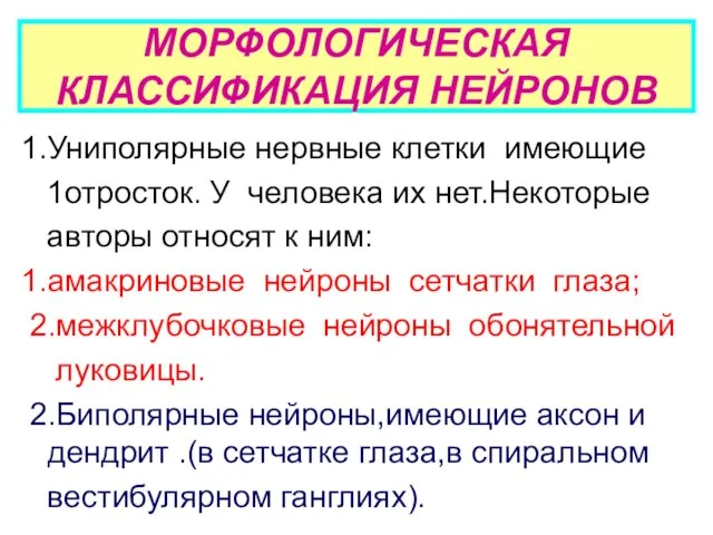 МОРФОЛОГИЧЕСКАЯ КЛАССИФИКАЦИЯ НЕЙРОНОВ 1.Униполярные нервные клетки имеющие 1отросток. У человека их