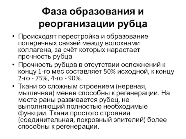 Фаза образования и реорганизации рубца Происходят перестройка и образование поперечных связей