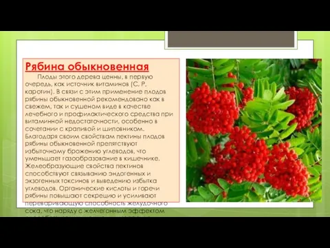 Рябина обыкновенная Плоды этого дерева ценны, в первую очередь, как источник