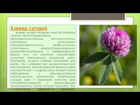 Клевер луговой Клевер луговой обладает массой лечебных свойств: противосудорожным, противовоспалительным, антисептическим,