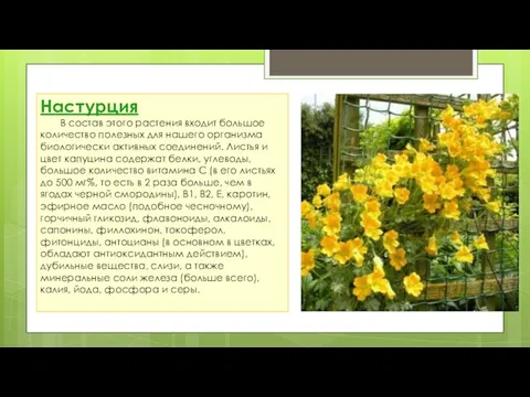 Настурция В состав этого растения входит большое количество полезных для нашего