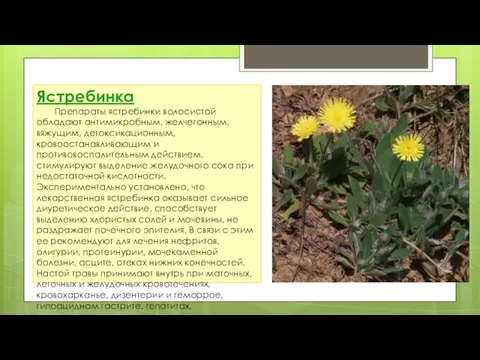 Ястребинка Препараты ястребинки волосистой обладают антимикробным, желчегонным, вяжущим, детоксикационным, кровоостанавливающим и