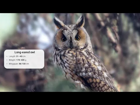 Long-eared owl Length: 31–40 cm Weight: 178–435 g Wingspan: 86-100 cm