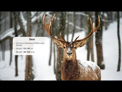 Deer Common inhabitant of Belarusian forests Height: 125-143 cm Weight: 180-235 kilos