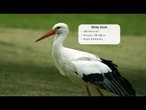 White Stork 100-115 cm tall Wingspan: 155-165 cm Weight: 2.3-4.4 kilos