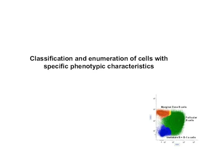 Classification and enumeration of cells with specific phenotypic characteristics Marginal Zone